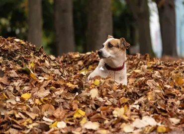 Leaf Removal by Hall's Landscaping